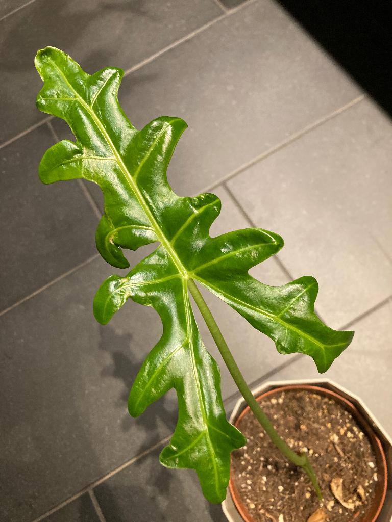 Alocasia Portei, Huis en Inrichting, Kamerplanten, Overige soorten, Ophalen of Verzenden, Minder dan 100 cm, Volle zon