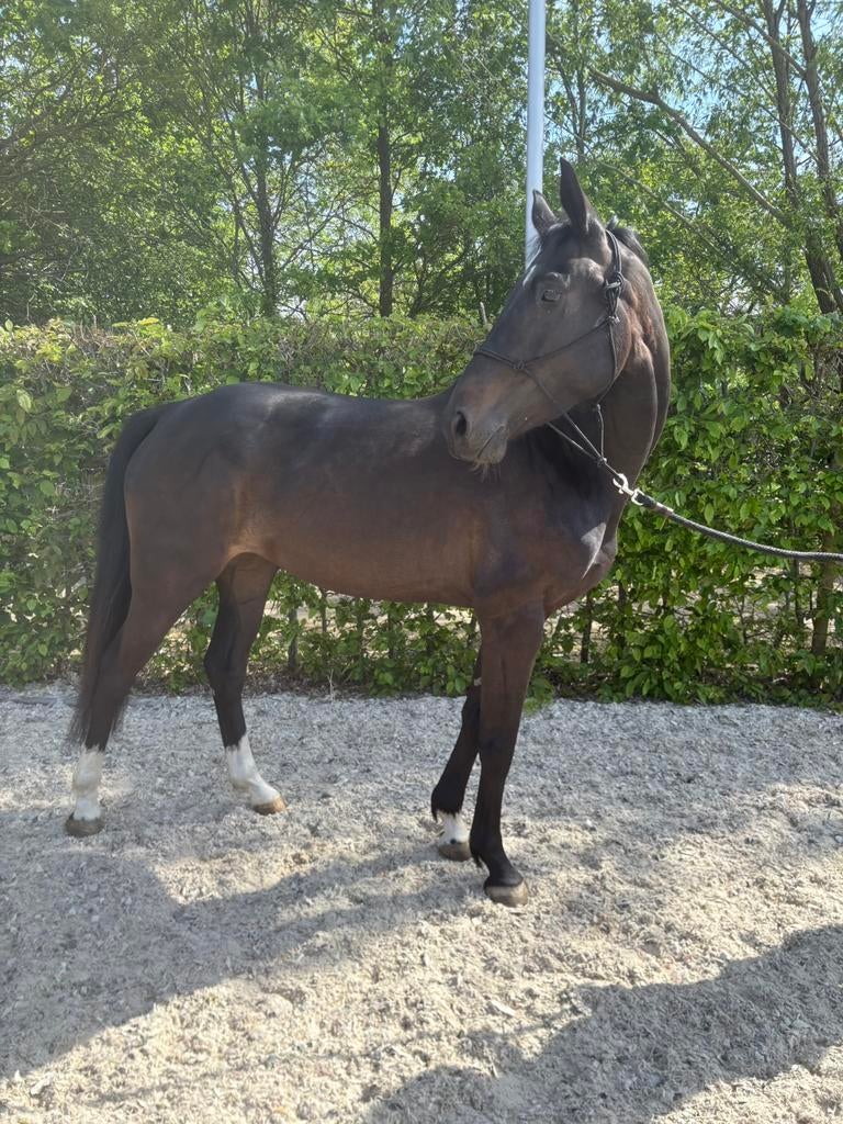 4yo springgefokte merrie, Dieren en Toebehoren, Paarden, Merrie, Zadelmak, 160 tot 165 cm, 3 tot 6 jaar, Springpaard, Met stamboom