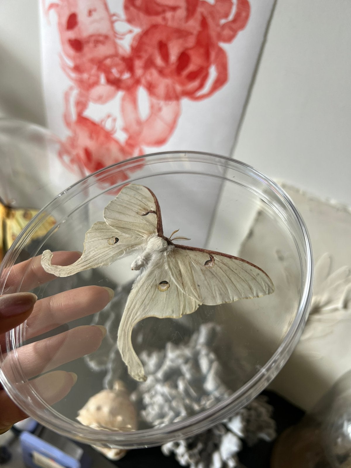Taxidermy luna mot / vlinder, Verzamelen, Dierenverzamelingen, Ophalen of Verzenden, Zo goed als nieuw