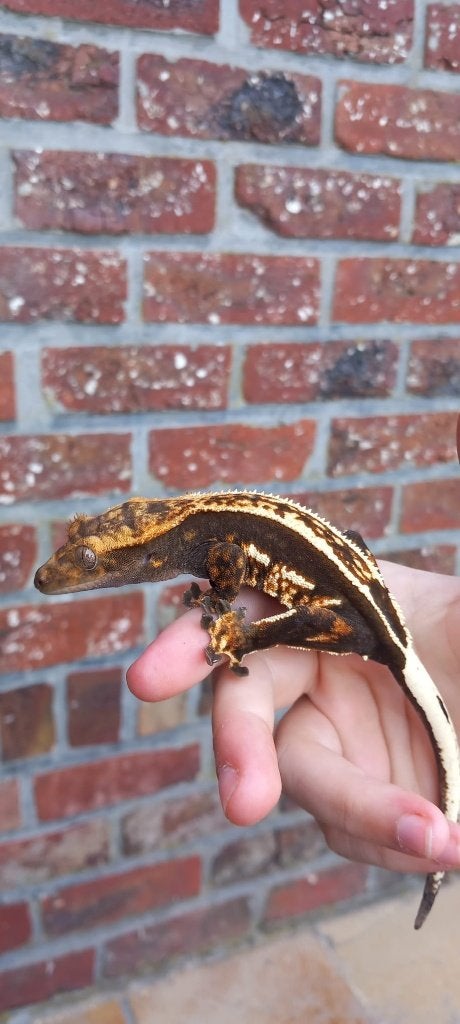 Emptyback wimpergekko vrouw, Animaux & Accessoires, Reptiles & Amphibiens, Lézard, Domestique, 0 à 2 ans