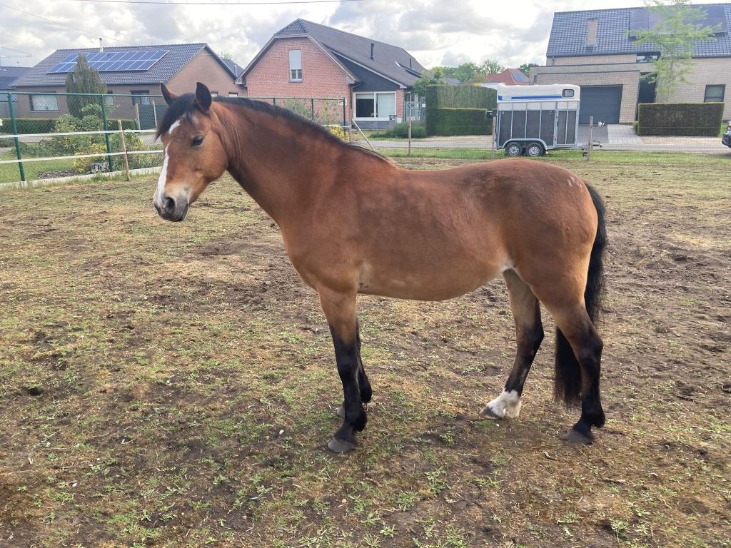 SUPER BRAVE C PONY, Animaux & Accessoires, Poneys, Jument, Poney C (1.27 m à 1.37m)