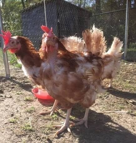 Donnerez-vous une seconde vie à ces poulets ?, Animaux & Accessoires