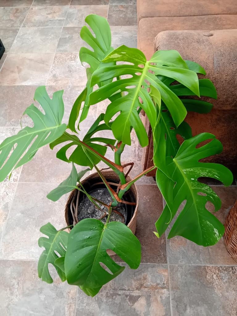 Monstera Albo Variegata, Ophalen