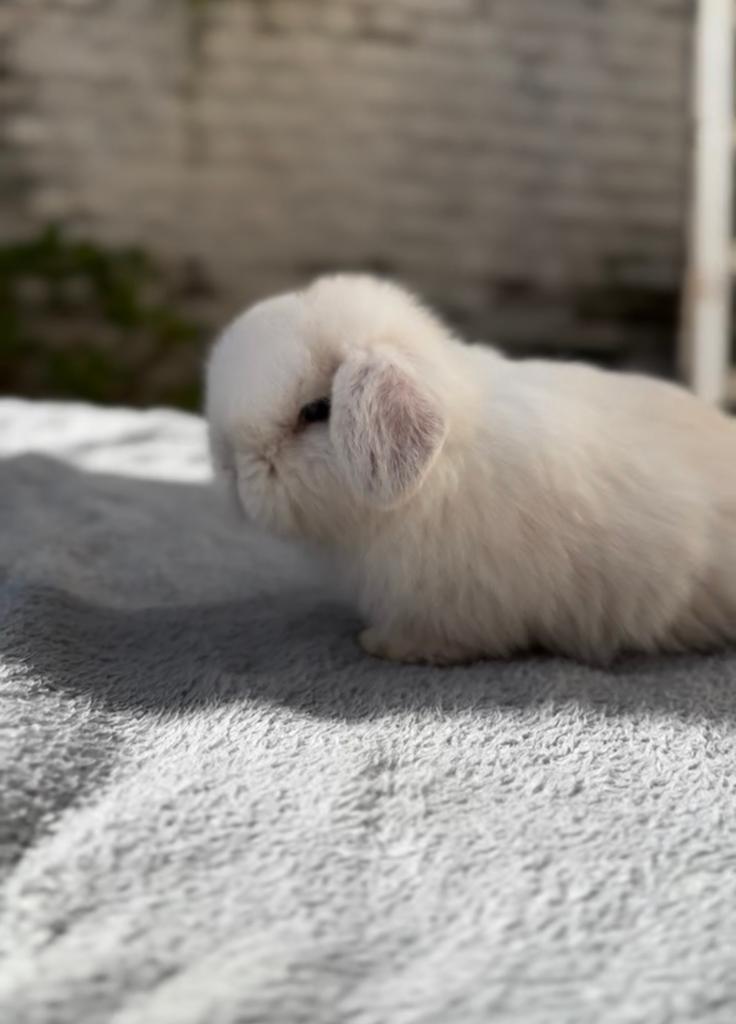 Lapin nain mini lop, Enlèvement ou Envoi