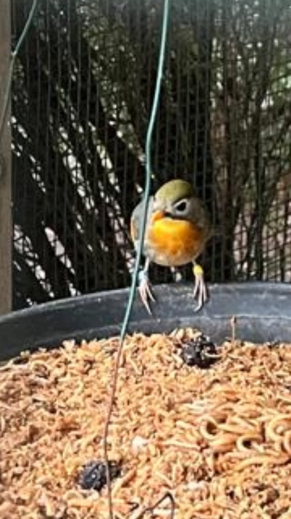 Japanse nachtegaal pop, Dieren en Toebehoren, Vogels | Overige Vogels, Vrouwelijk, Geringd