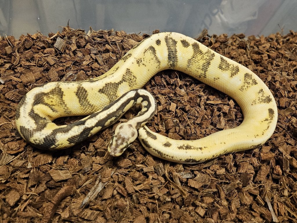 LAST MINUTE HOUTEN DEALS - Diverse koningspythons Ball Python photo 6