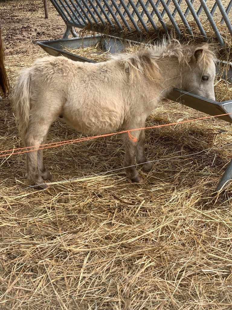 Veulentjes, Dieren en Toebehoren, Pony's, Hengst, Gechipt