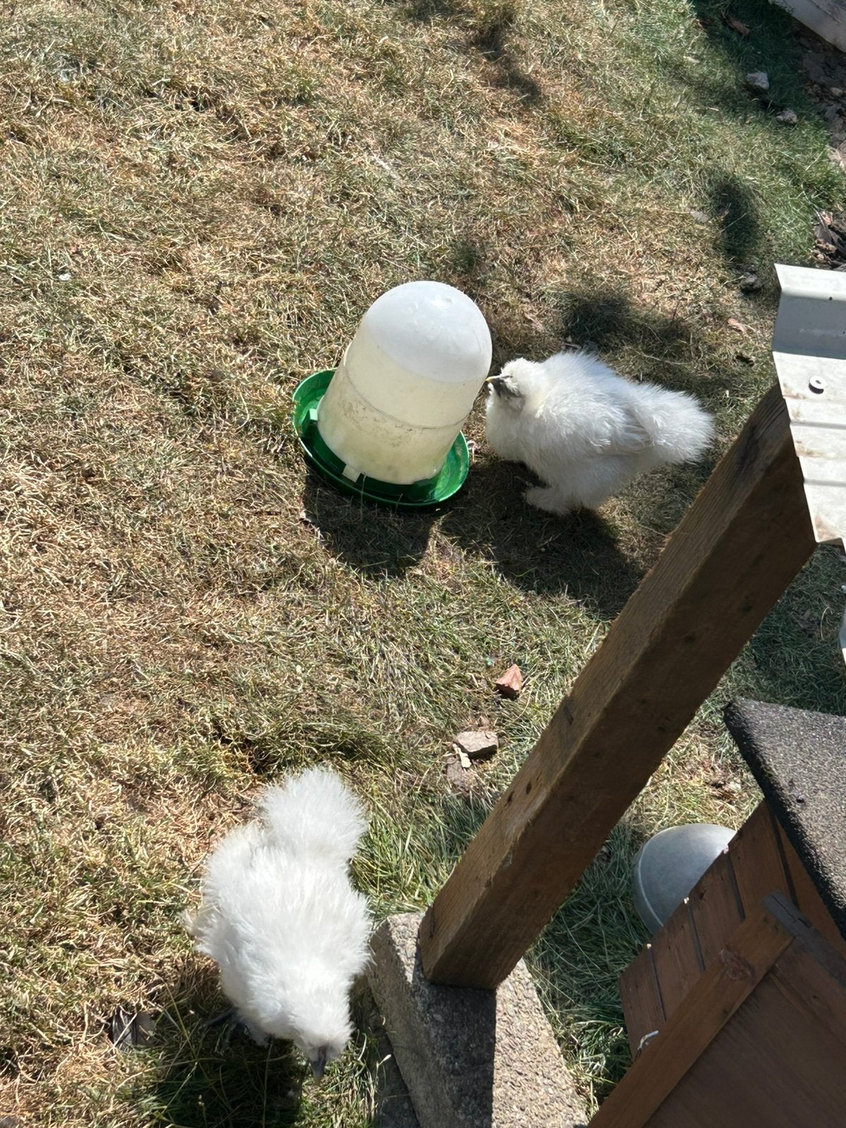 Mooie witte zijdehoen kuikens, Sexe inconnu, Poule ou poulet