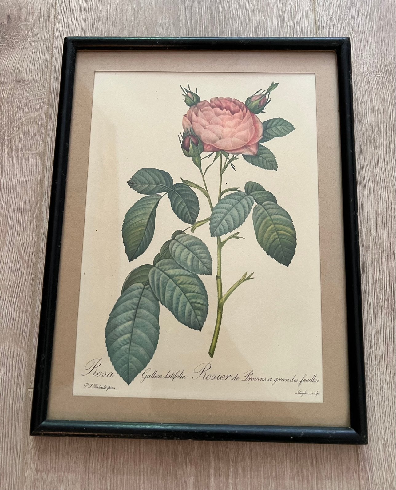 Kader met tekening van roos, Antiek en Kunst, Ophalen, Tekening