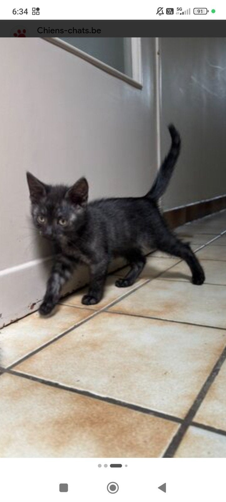 a donner chaton, Animaux & Accessoires, Enlèvement, Neuf