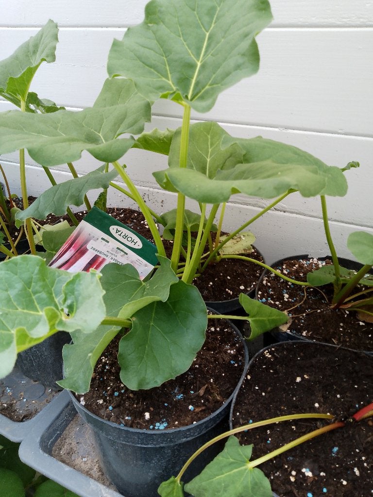 rabarbber planten, Tuin en Terras, Planten | Fruitbomen, Ophalen