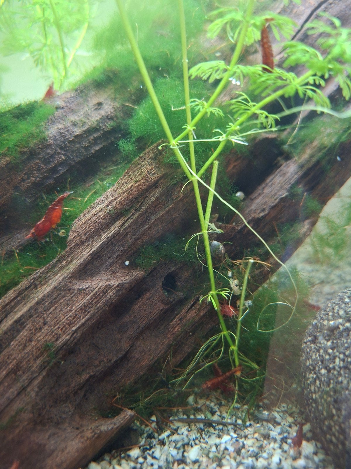 Neocaridina/Fire Crevettes, Enlèvement