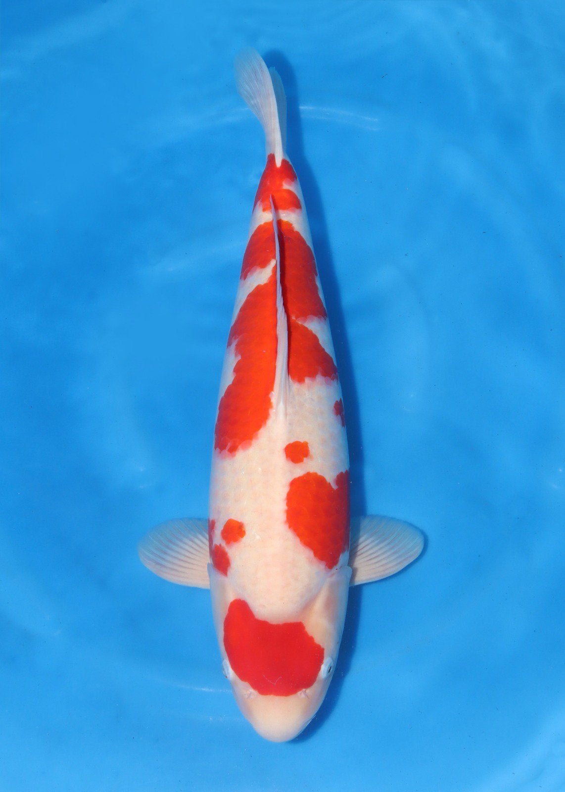 Kohaku - maruyama - sansai - vrouwelijk - 63cm, Karper of Koi