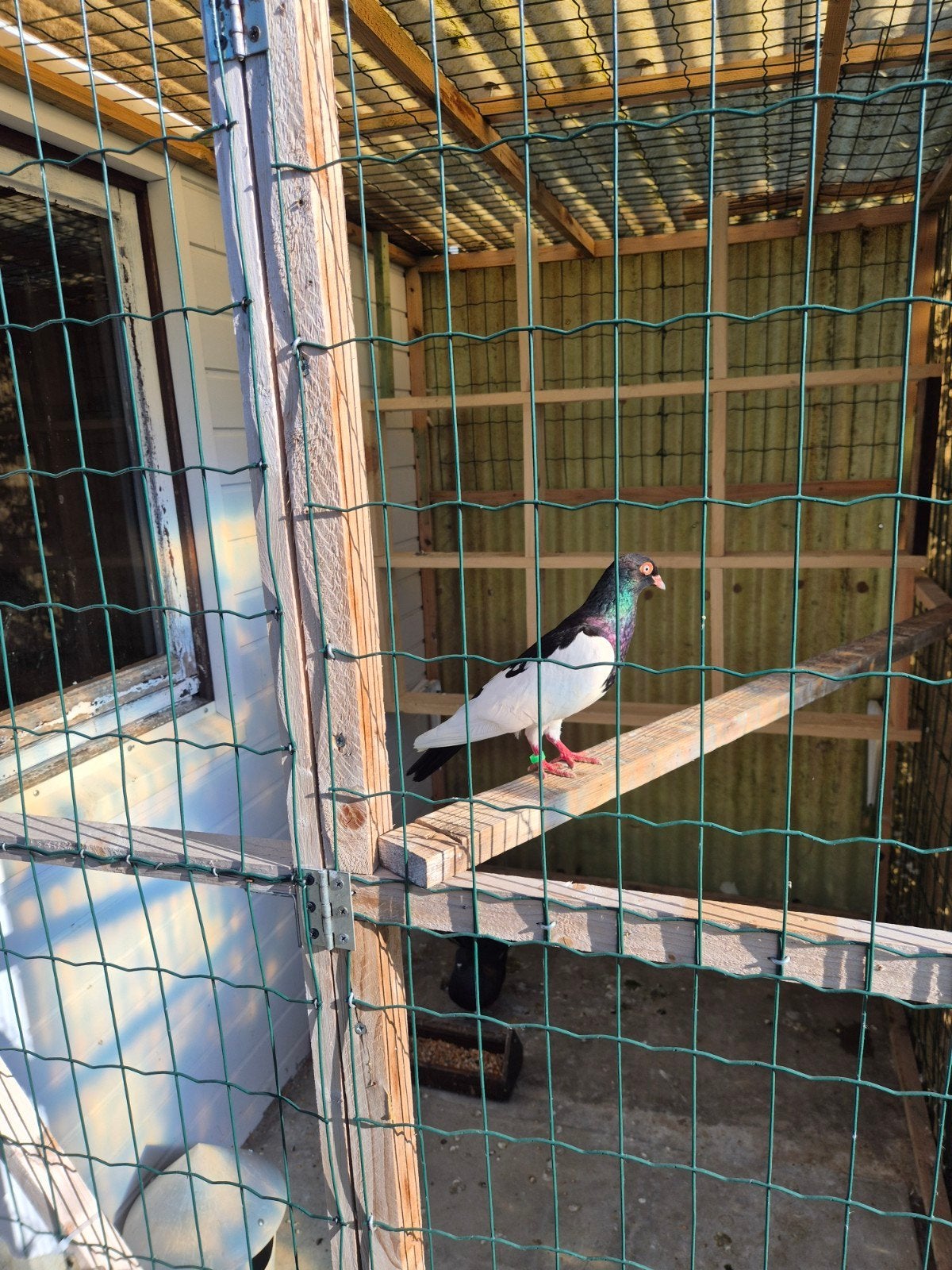 Ik zoek een duiver van eksterduiven kleur zwart of rood prij, Dieren en Toebehoren, Vogels | Duiven