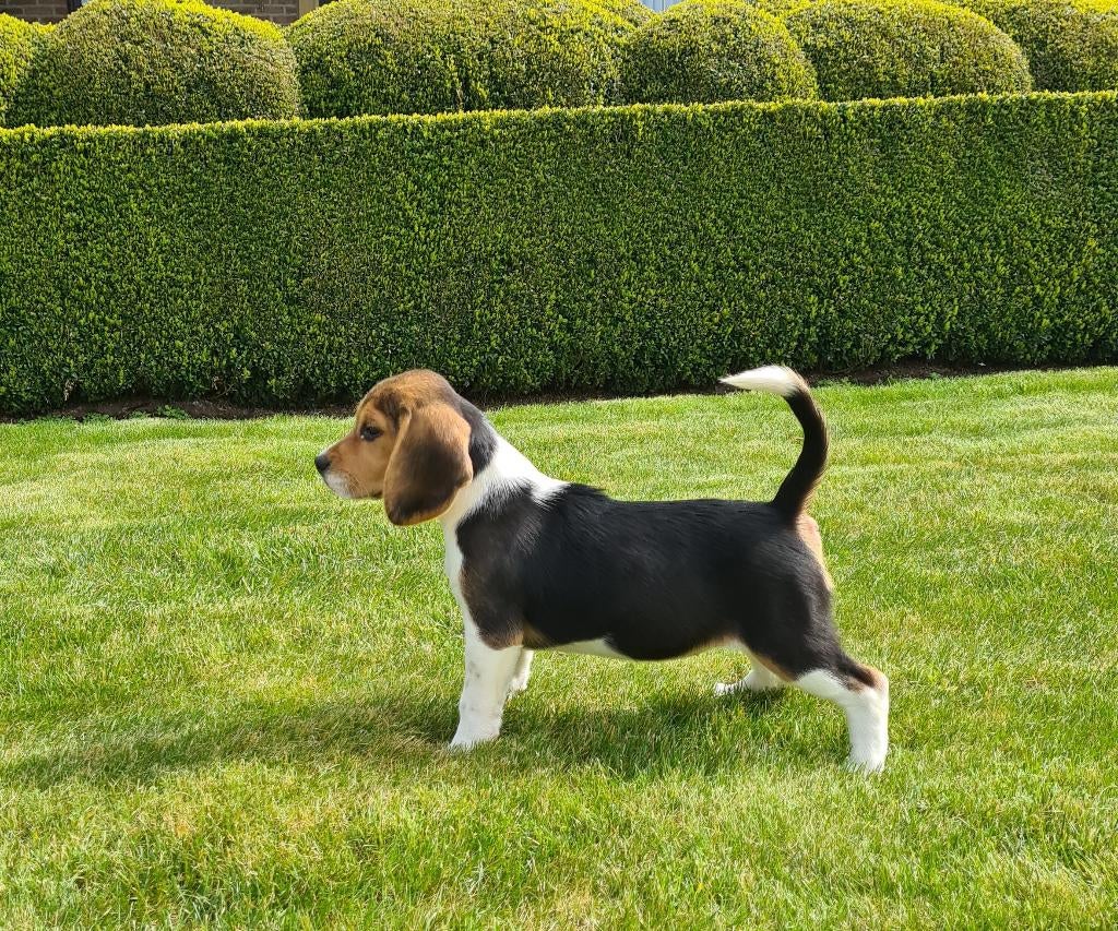 beagle pups, Dieren en Toebehoren, Parvo, België, Beagle, 8 tot 15 weken