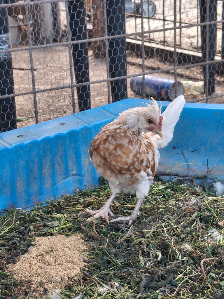 Jeune coq petite taille, Animaux & Accessoires, Volatiles, Mâle, Poule ou poulet