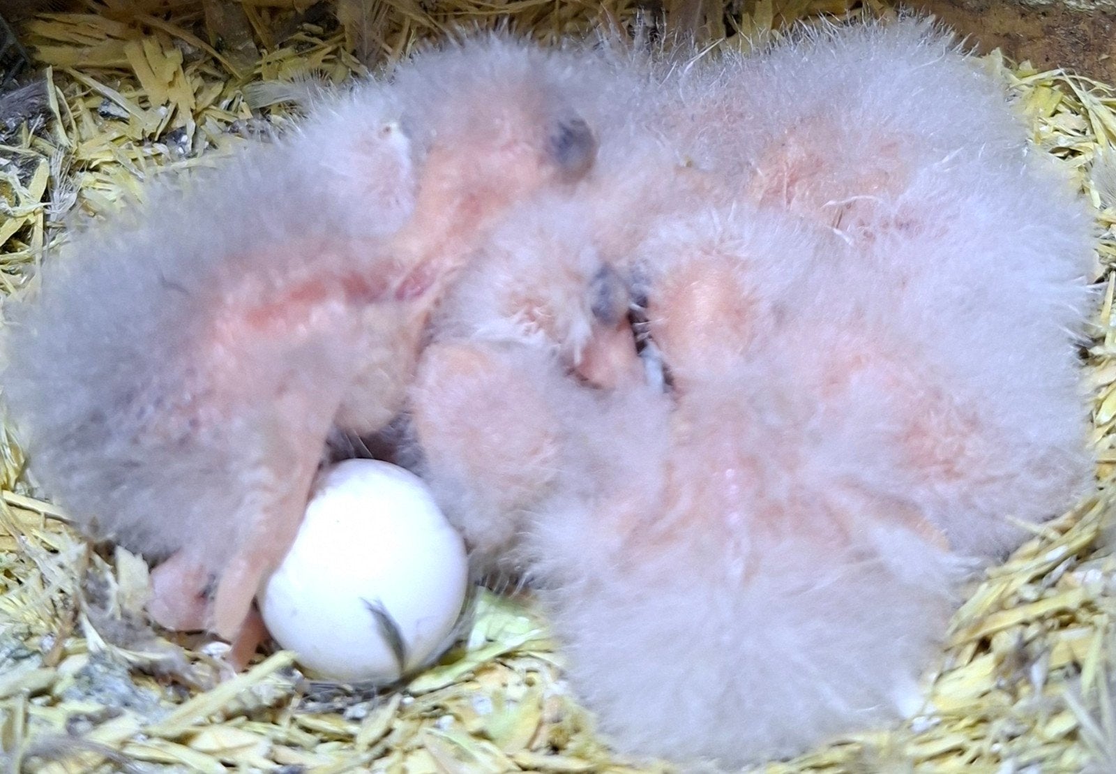 kakariki jongen, Dieren en Toebehoren
