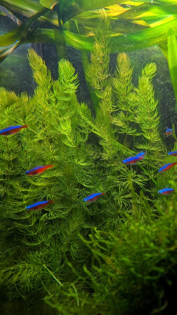 Aquariumplanten - javavaren - javamos - andere, Ophalen of Verzenden, Inclusief planten, Nieuw, Plant(en), Steen of Hout