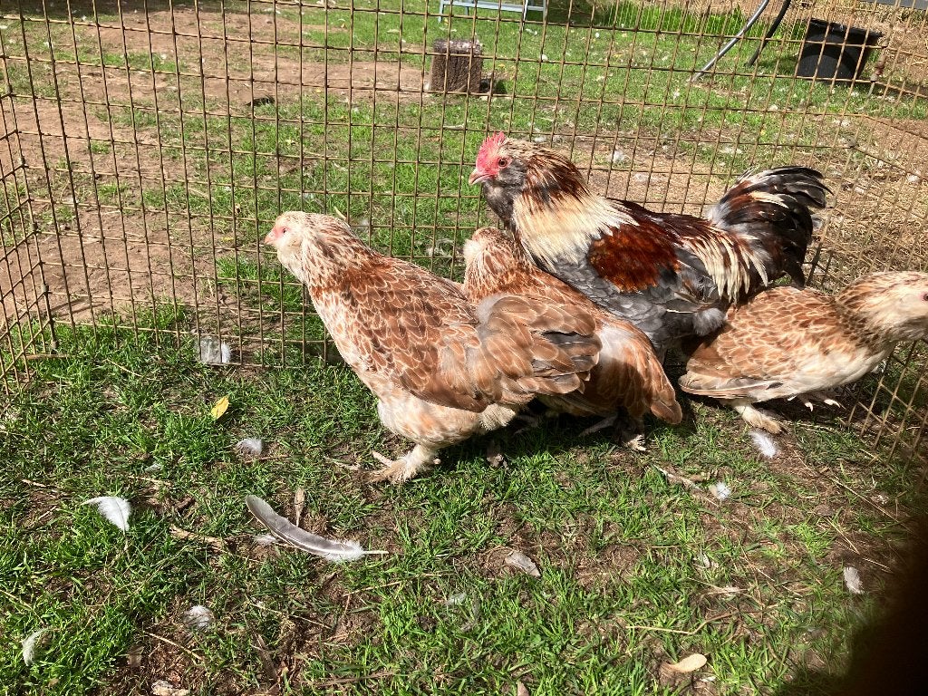 Faverolles naines allemandes, Femelle, Poule ou poulet