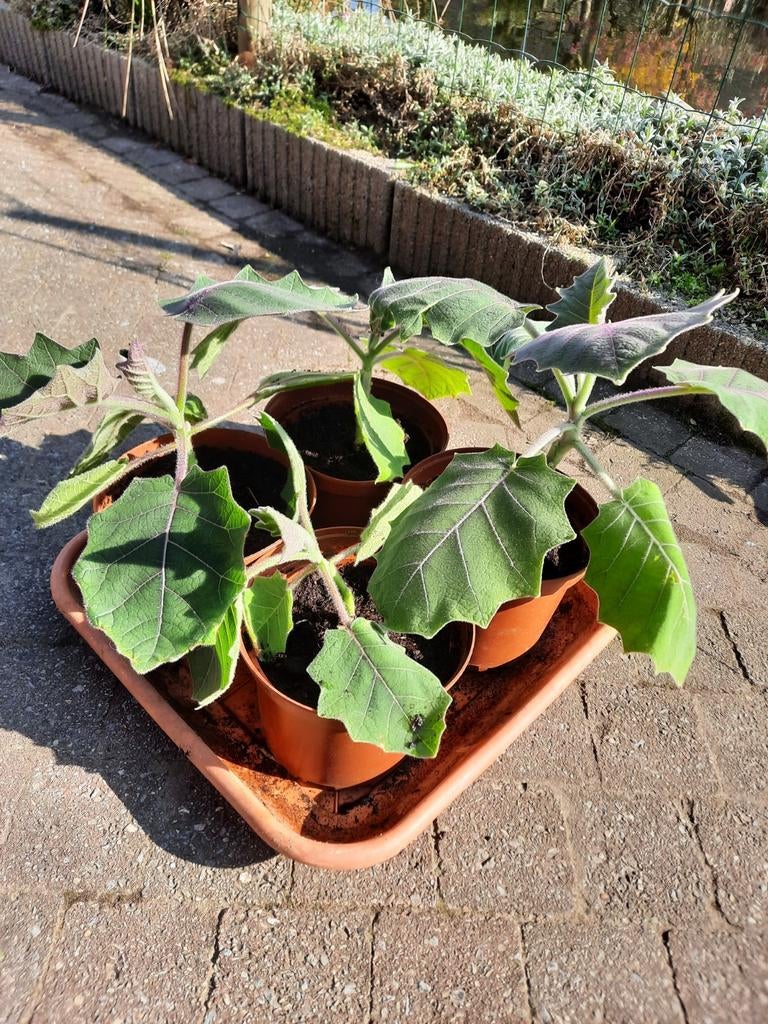 Lulo plant, Tuin en Terras, Planten | Tuinplanten, Ophalen