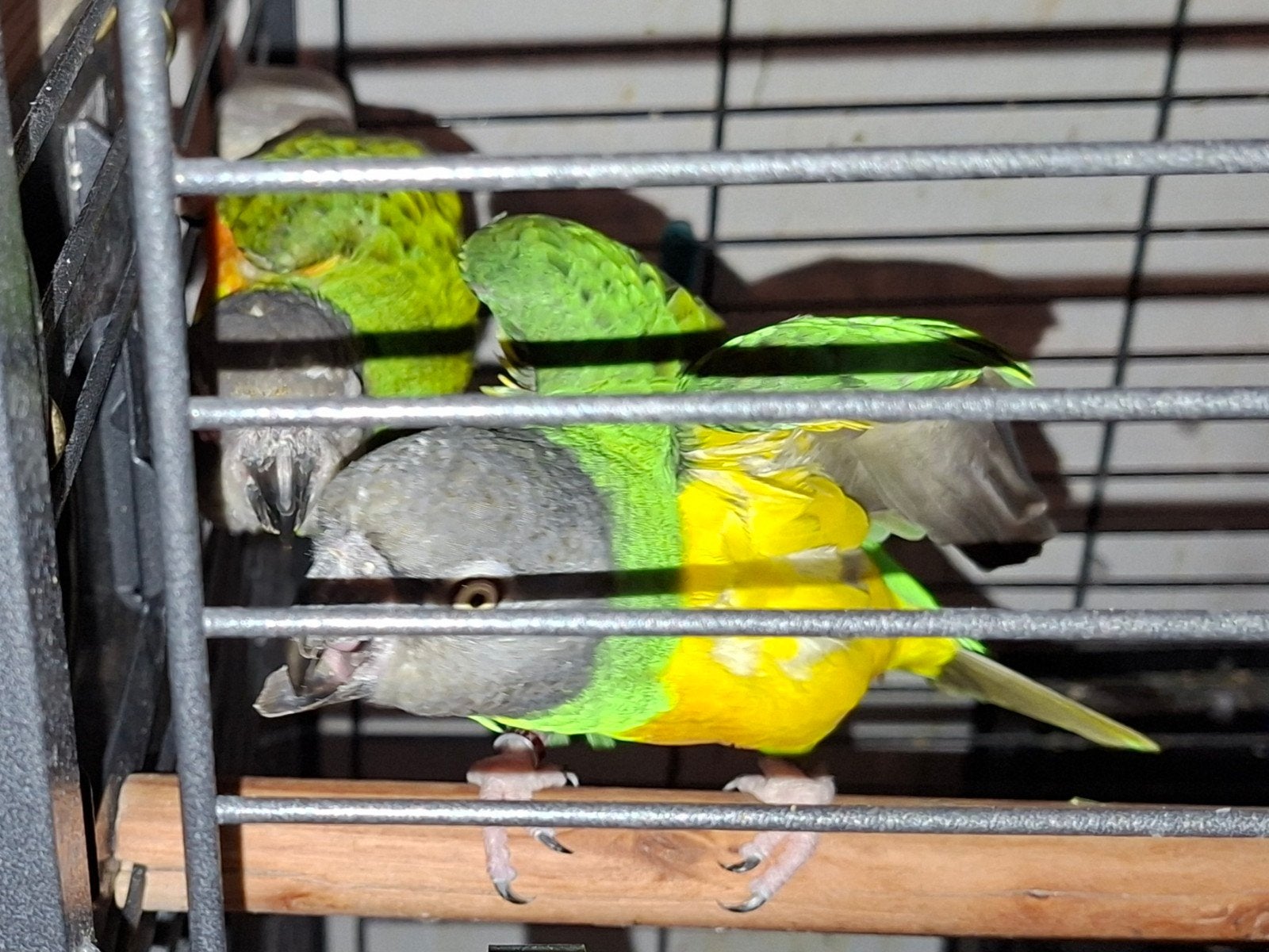 koppel Senegal Papegaaien plus kooi, Plusieurs animaux, Perroquet, Domestique