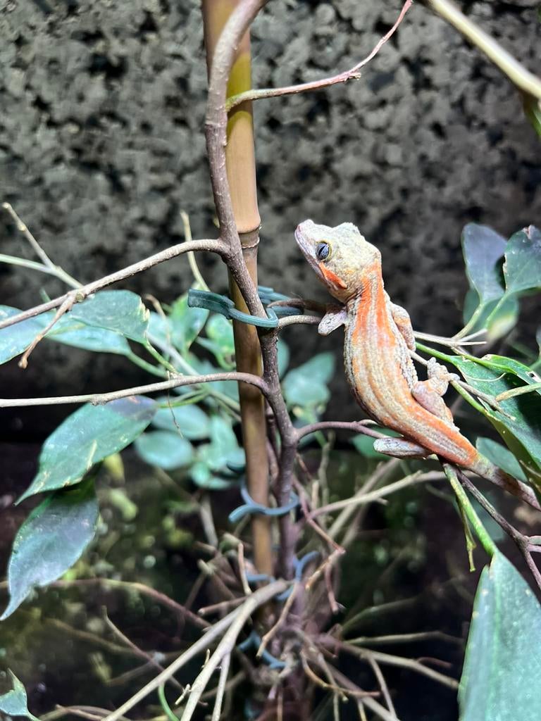 rhacodactylus auriculatus gargoyle gecko NK 2025, Dieren en Toebehoren, Overige soorten, Tam, 0 tot 2 jaar
