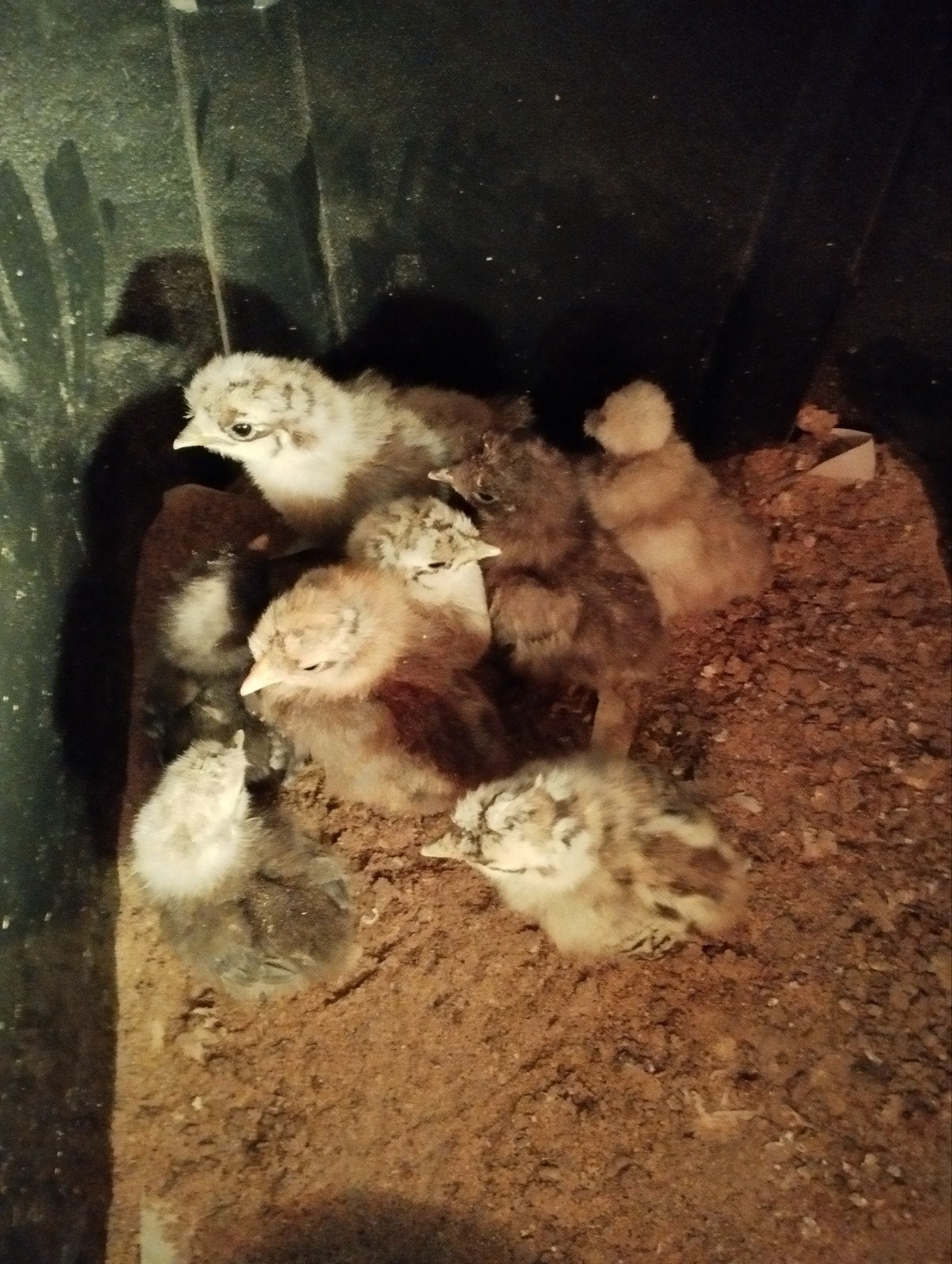 kuikentjes, Dieren en Toebehoren, Pluimvee, Geslacht onbekend