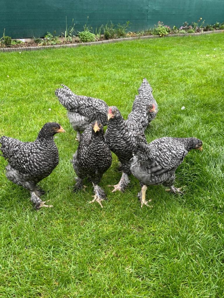 Jonge Mechelse koekoek, Dieren en Toebehoren, Pluimvee, Meerdere dieren, Kip