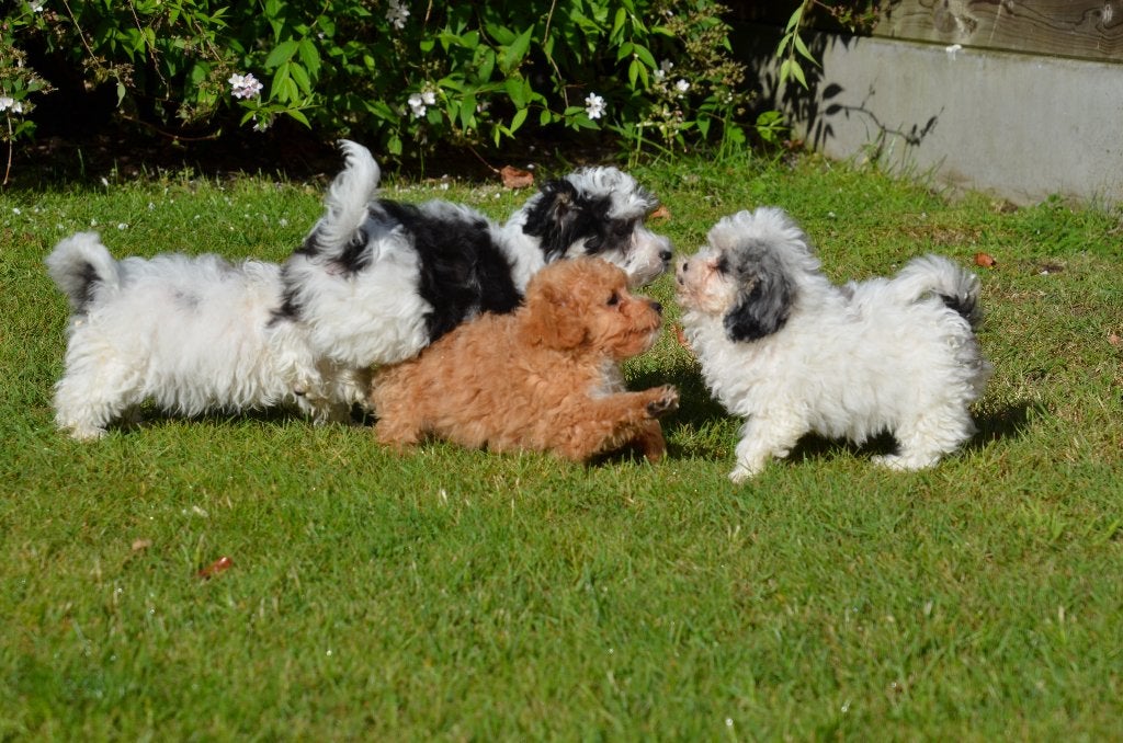 Chiots Maltipoo, Animaux & Accessoires, Chiens | Chihuahuas & Chiens de compagnie, Autres races, Plusieurs, Hépatite contagieuse (maladie de Rubarth)