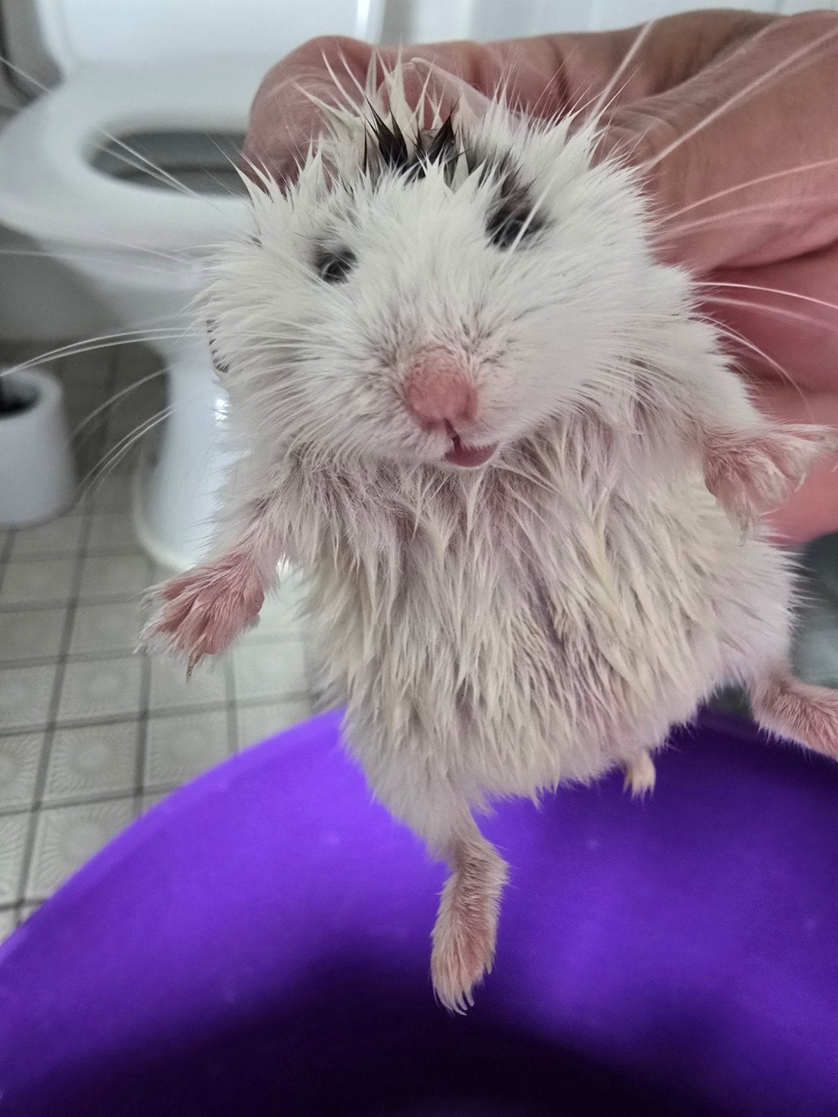 Hamster femelle de race nain russe à donner., Januari, Vrouwelijk, Hamster