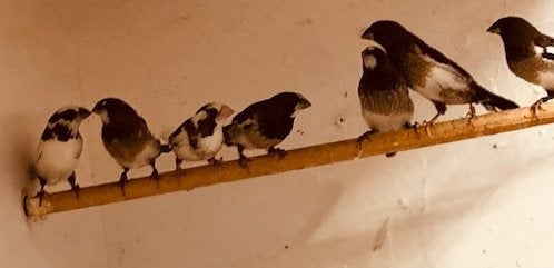 bonte japanse meeuwen, Dieren en Toebehoren, Tropenvogel