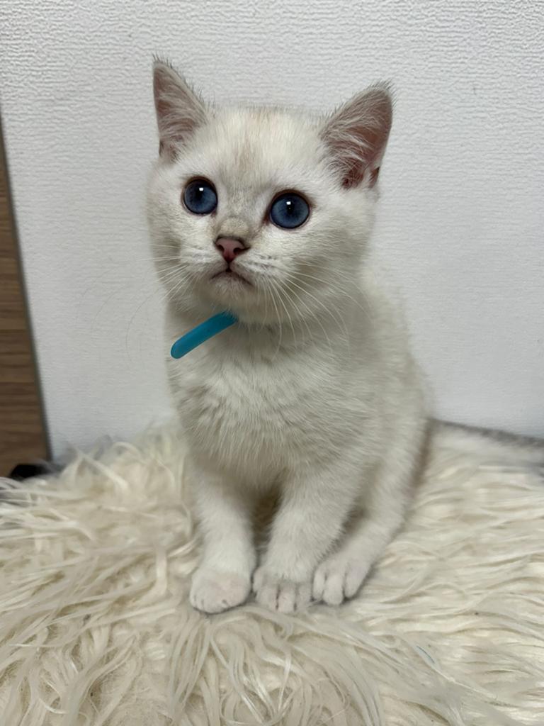 kittens Britse korthaar, Dieren en Toebehoren, Katten en Kittens | Raskatten | Korthaar, Kater, Gechipt, 0 tot 2 jaar