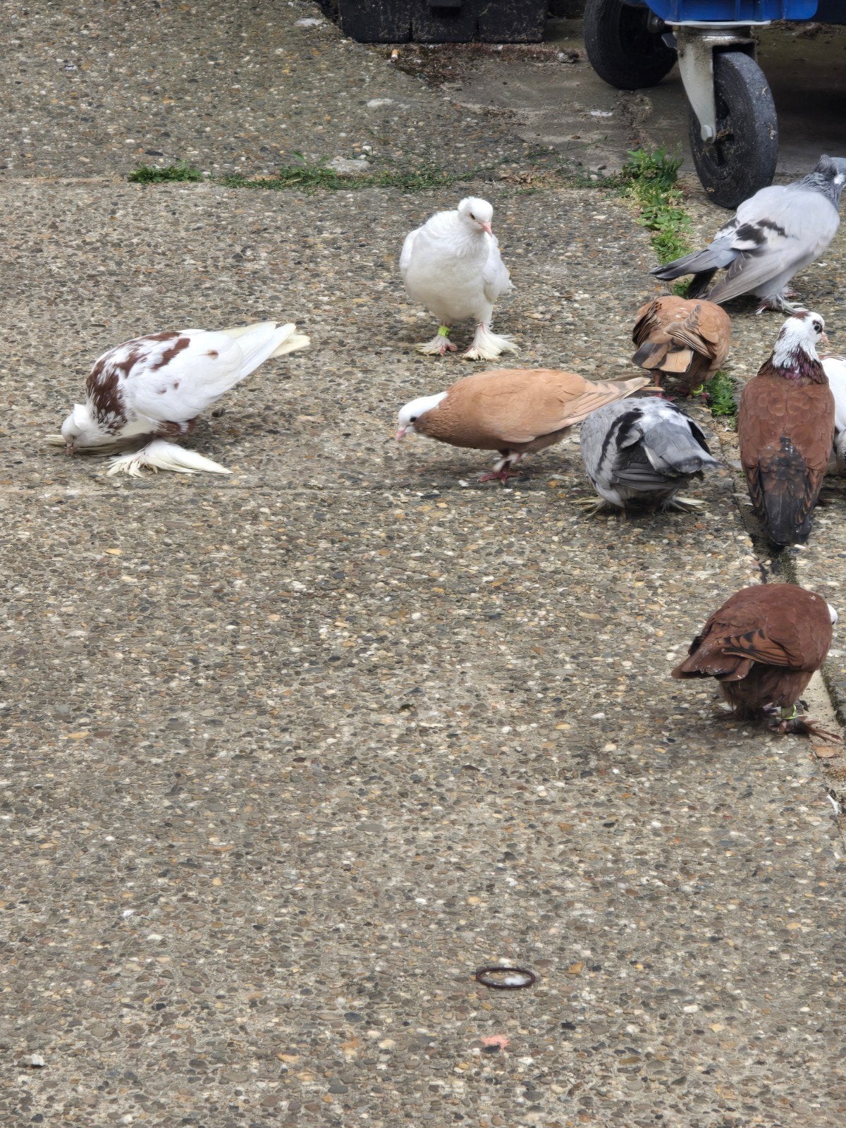 Iraakse  duive, Dieren en Toebehoren, Pluimvee