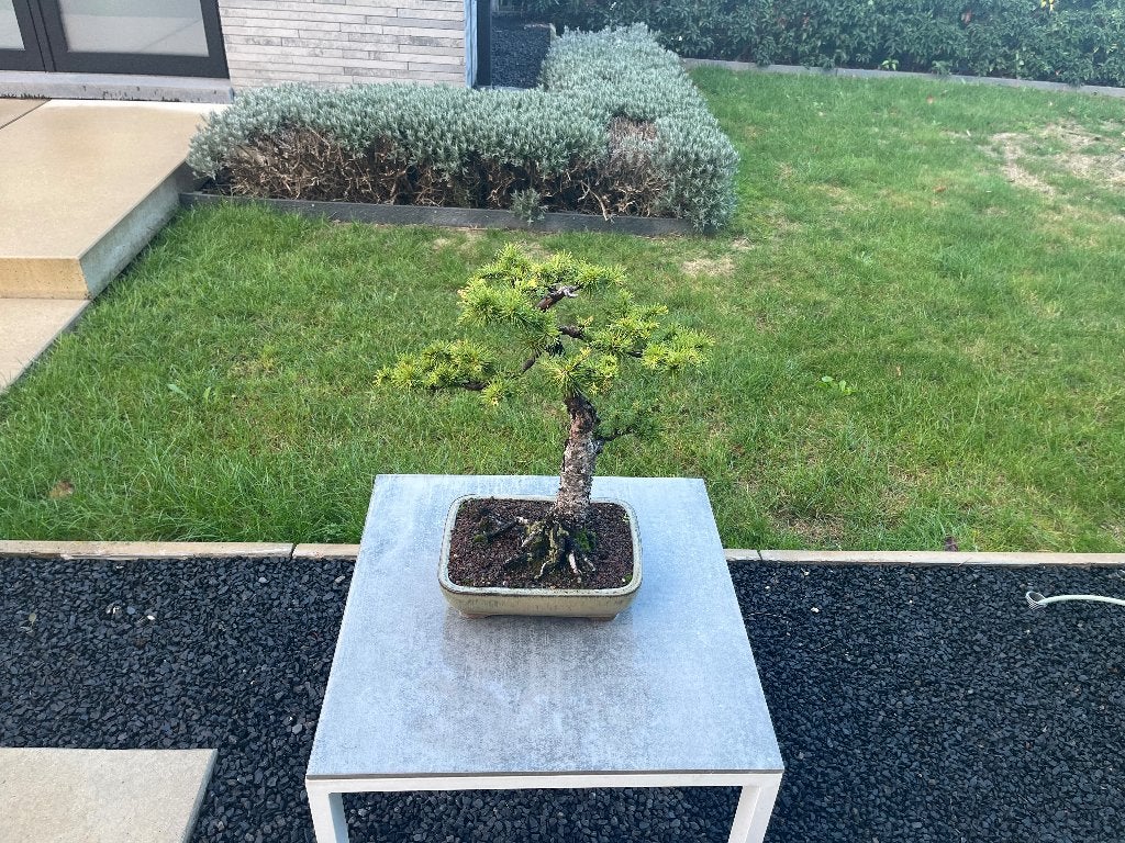 Bonsai lariks, Tuin en Terras, Ophalen