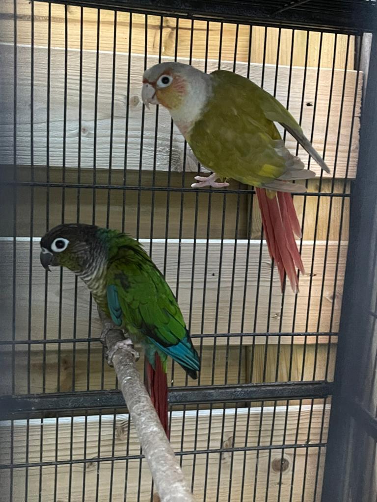 Couple conure, Animaux & Accessoires