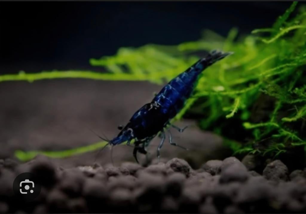 Blauwe neocaridina garnaal, Dieren en Toebehoren, Kreeft, Krab of Garnaal, Zoetwatervis