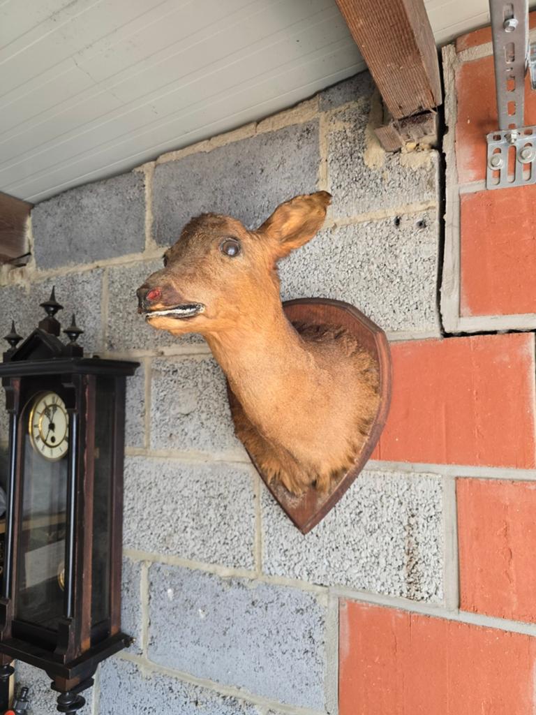 Vintage taxidermie reegeit (opgezette kop) op houten schild, Enlèvement