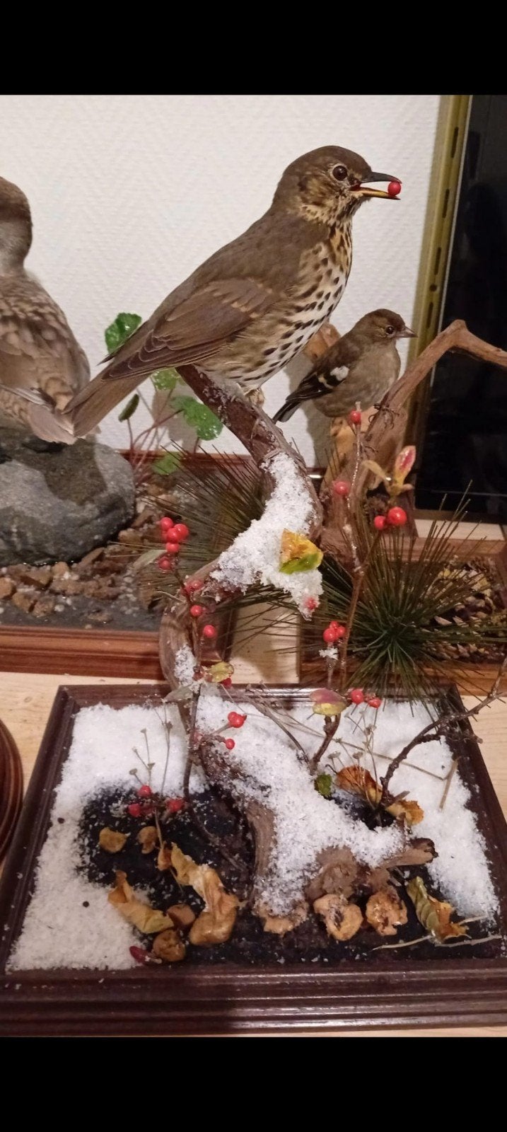 Gezocht overleden vogels voor taxidermie