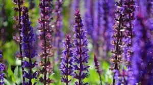 Salvia Nemerosa, Tuin en Terras, Ophalen, Halfschaduw