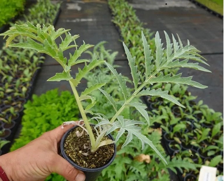 Kardoen plant, Volle zon, Ophalen of Verzenden, Zomer, Groenteplanten
