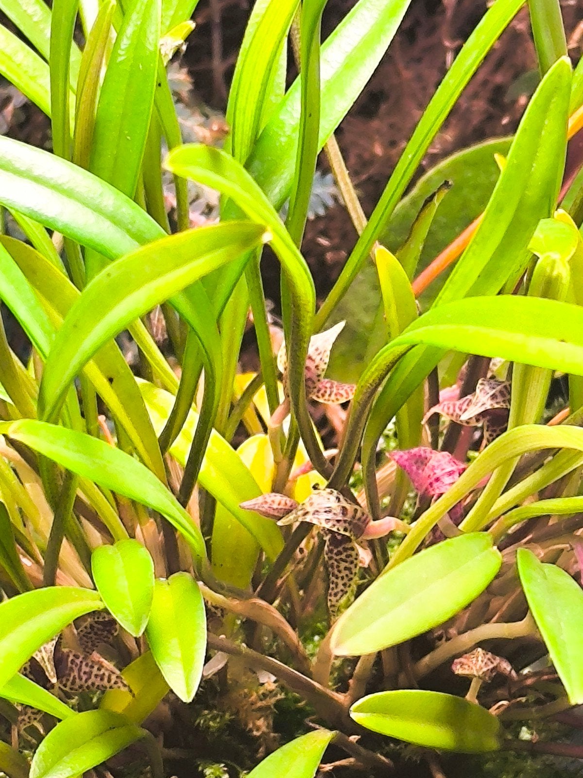 dryadella simula dwergorchidee, Ophalen of Verzenden