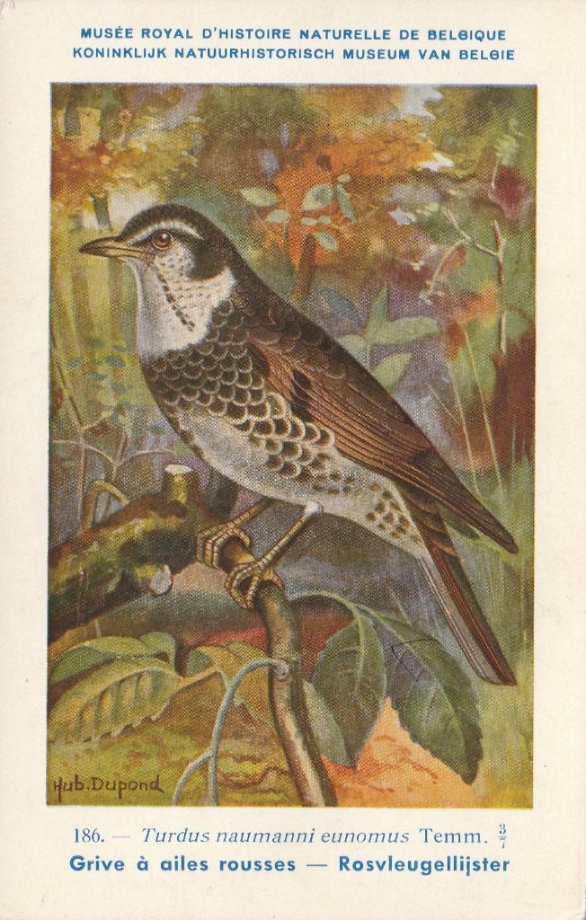 ROSVLEUGELLIJSTER, Collections, Enlèvement ou Envoi, Non affranchie, Oiseaux