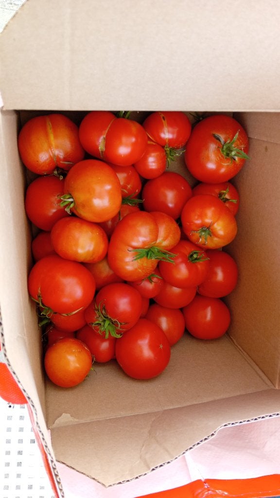 Bio tomaten, Ophalen