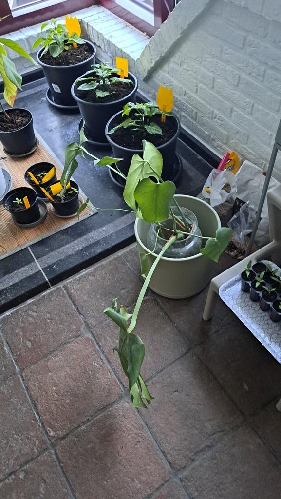 Plante à trous, Jardin & Terrasse, Plantes | Jardin, Ne fleurit pas, Enlèvement, Mi-ombre, Plante fixe
