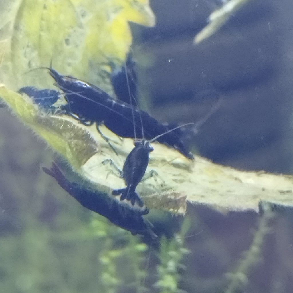 Neocaridina Blue Sapphire, Enlèvement, Neuf, Plante(s), Pierre ou Bois