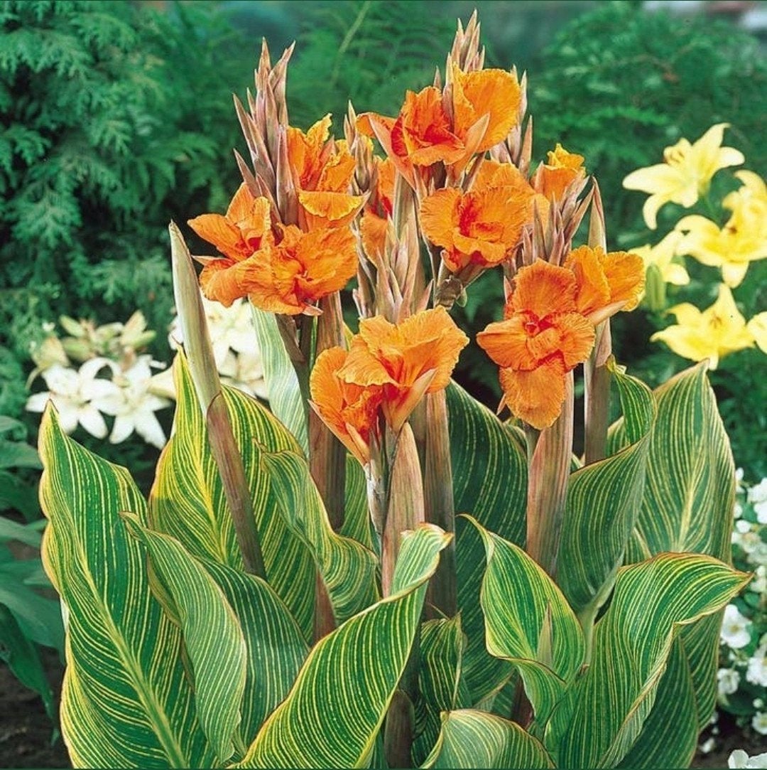 Diverse soorten Canna, Tuin en Terras, Ophalen