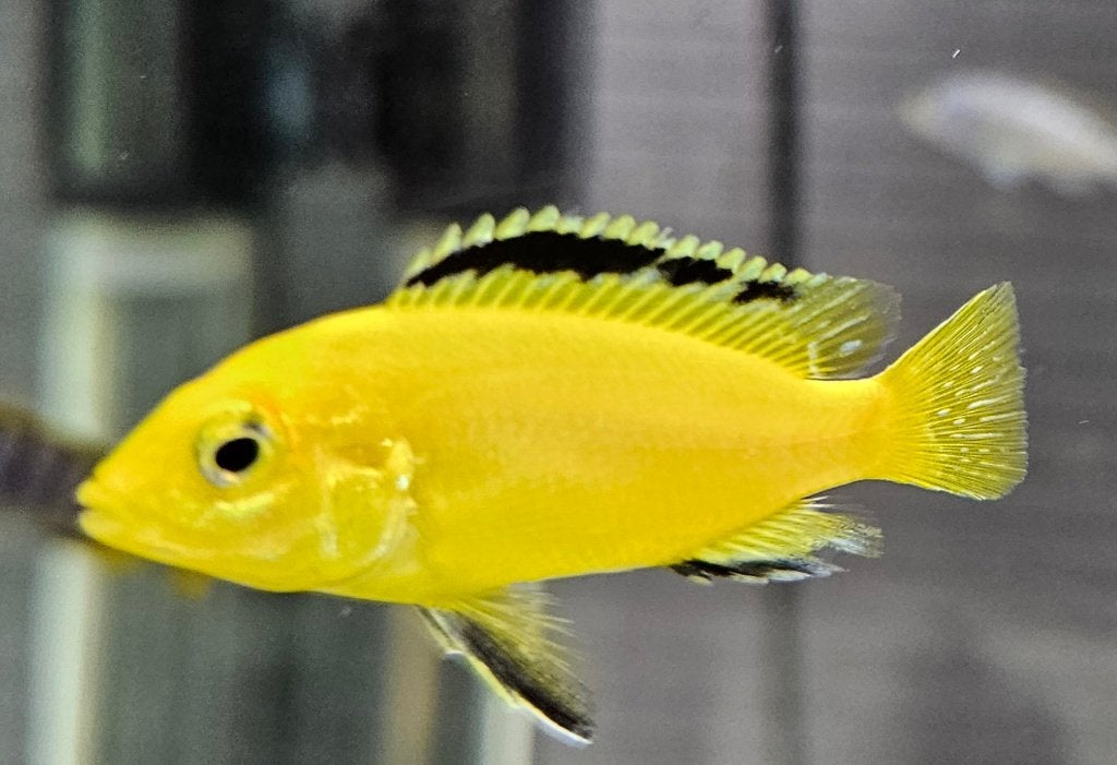 Labidochromis caeruleus yellow malawi cichliden, Vis, Zoetwatervis