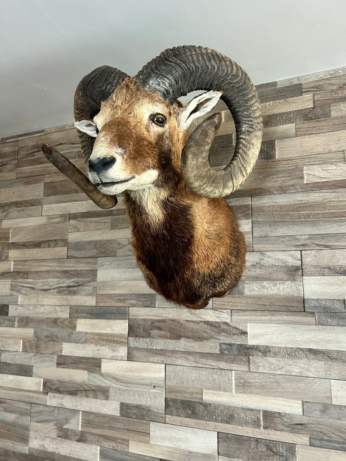 Dierenhoofd, Ophalen