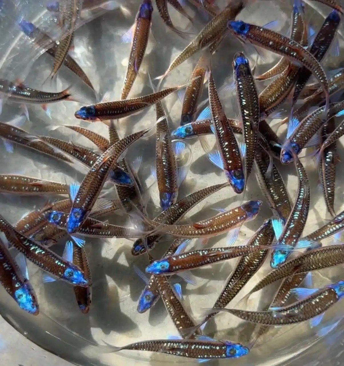 Jonge regelboogelritsen verkrijgbaar - Notropisch Chrosomus, Dieren en Toebehoren, Vissen | Aquariumvissen, Vis, Zoetwatervis