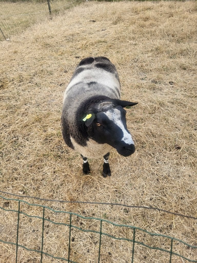 Baggerbonte ram
